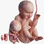 embryo fetus human 3D model