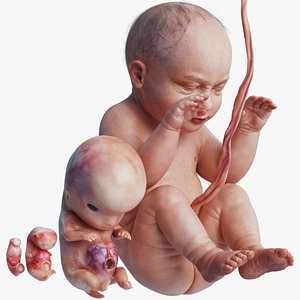 Human Embryo Fetus