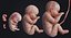 embryo fetus human 3D model