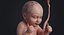 embryo fetus human 3D model