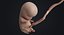 embryo fetus human 3D model