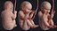 embryo fetus human 3D model
