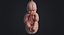 embryo fetus human 3D model