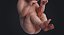 embryo fetus human 3D model