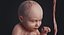 embryo fetus human 3D model