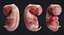 embryo fetus human 3D model
