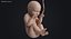 embryo fetus human 3D model