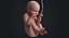 embryo fetus human 3D model