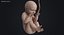embryo fetus human 3D model
