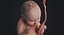 embryo fetus human 3D model