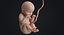 embryo fetus human 3D model