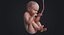 embryo fetus human 3D model