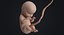embryo fetus human 3D model