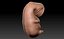 embryo fetus human 3D model