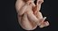 embryo fetus human 3D model