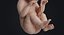 embryo fetus human 3D model