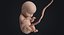 embryo fetus human 3D model