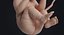 embryo fetus human 3D model