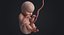 embryo fetus human 3D model