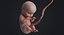 embryo fetus human 3D model