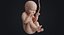 embryo fetus human 3D model