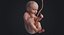 embryo fetus human 3D model