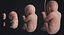 embryo fetus human 3D model