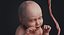 embryo fetus human 3D model