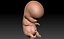 embryo fetus human 3D model