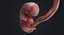 embryo fetus human 3D model