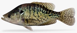 white crappie 3D