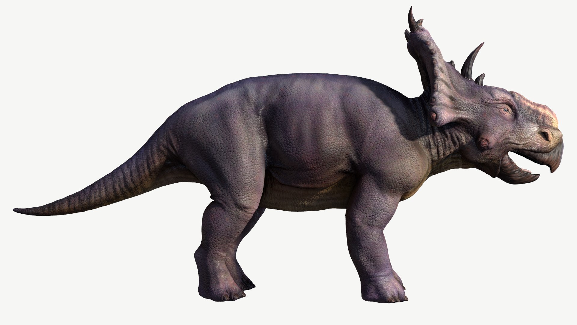 Pachyrhinosaurus 3D - TurboSquid 1176108