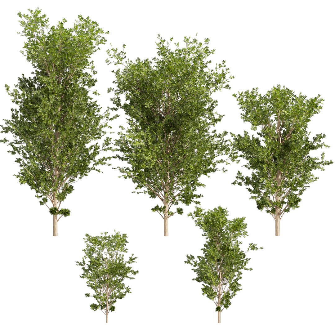 3D model Collection plant vol 550 - tree - dwarf umbrella - Urban ...
