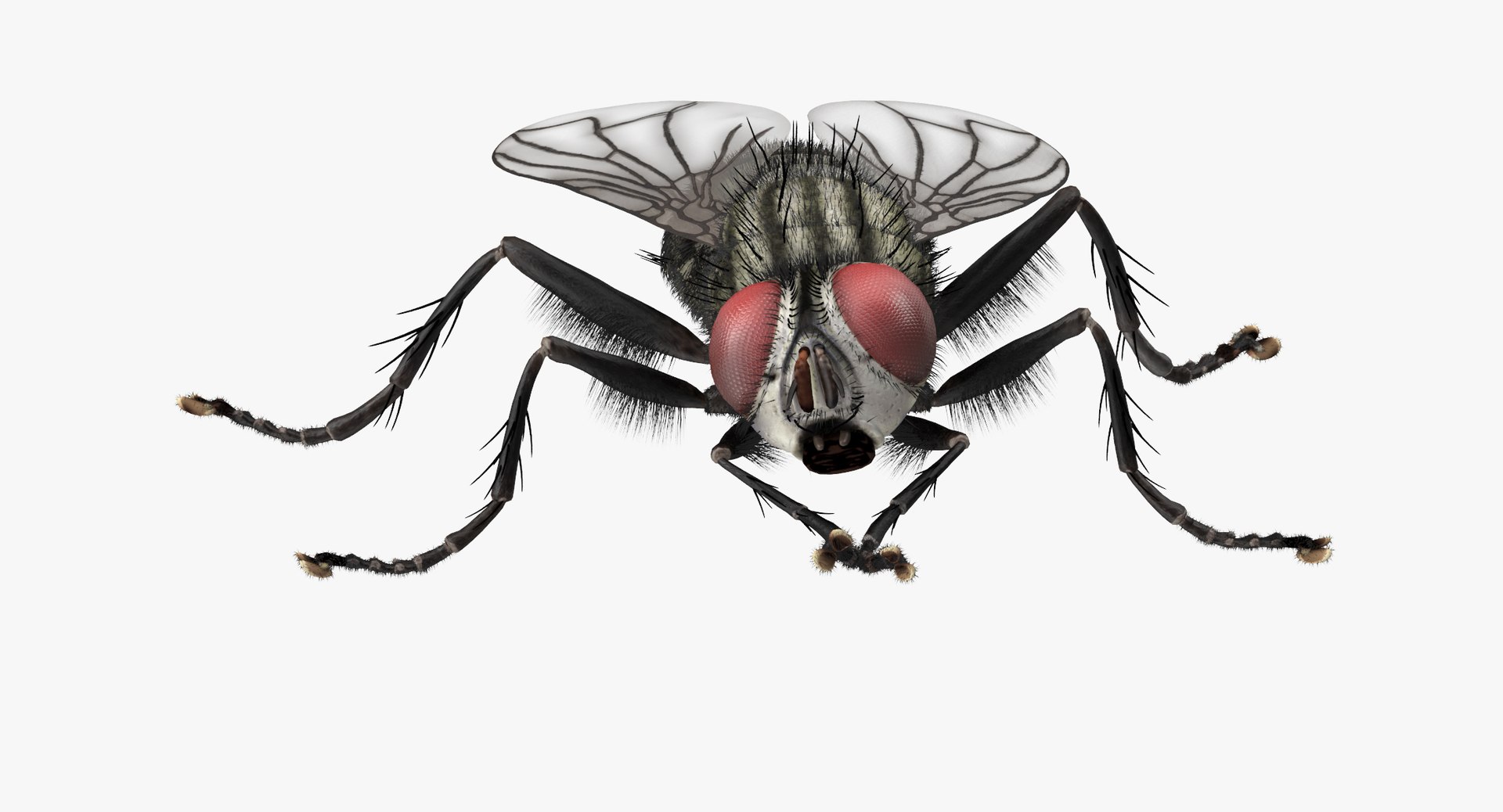 House Fly Two Poses 3D Model $199 - .max .obj .c4d - Free3D