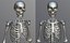 Lowpoly Human Skeleton Rigged
