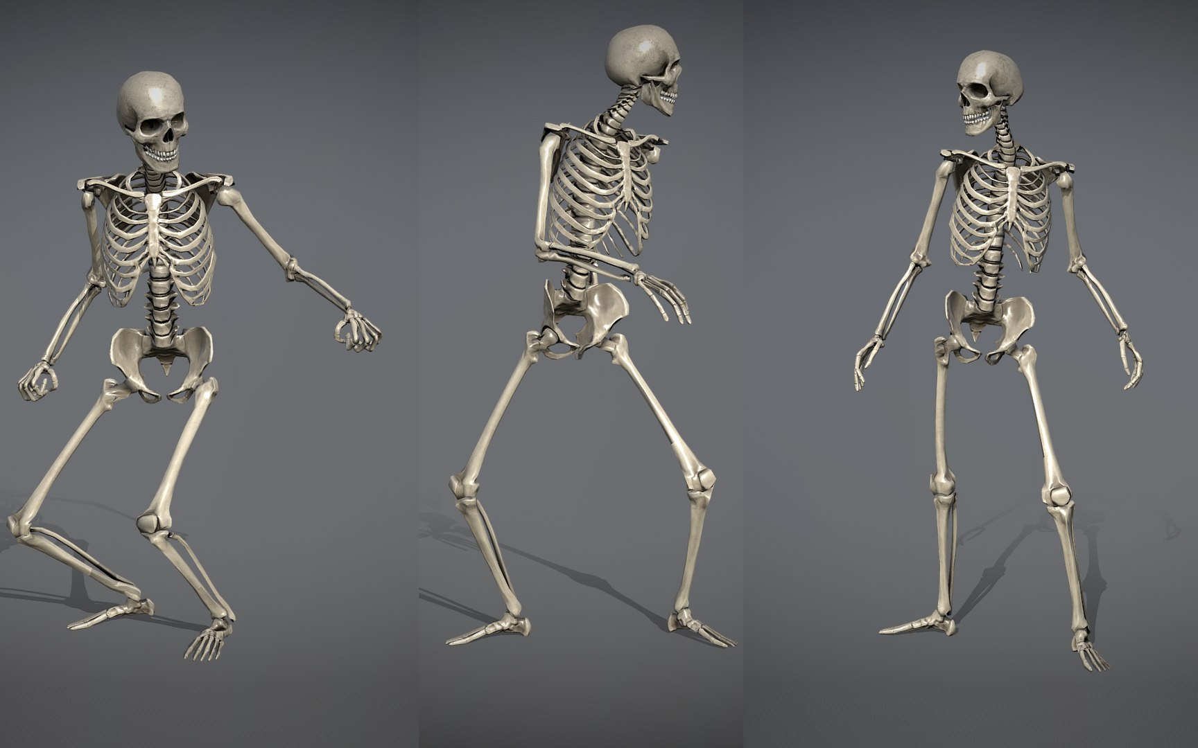 3D Lowpoly Human Skeleton Rigged model https://p.turbosquid.com/ts-thumb/pv/HtObTJ/2p/pw2.1/jpg/1654430440/1920x1080/fit_q87/80026506b3c164503fe4639c741bf88f5719867c/pw2.1.jpg