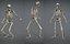 Lowpoly Human Skeleton Rigged
