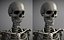 Lowpoly Human Skeleton Rigged