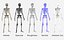 Lowpoly Human Skeleton Rigged
