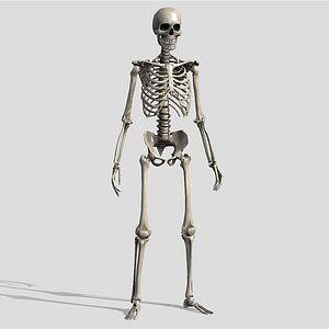 3D Lowpoly Human Skeleton Rigged model