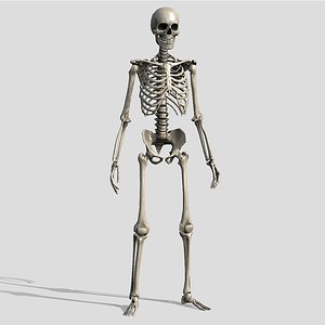Lowpoly Human Skeleton Rigged