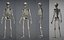 Lowpoly Human Skeleton Rigged