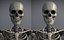 Lowpoly Human Skeleton Rigged