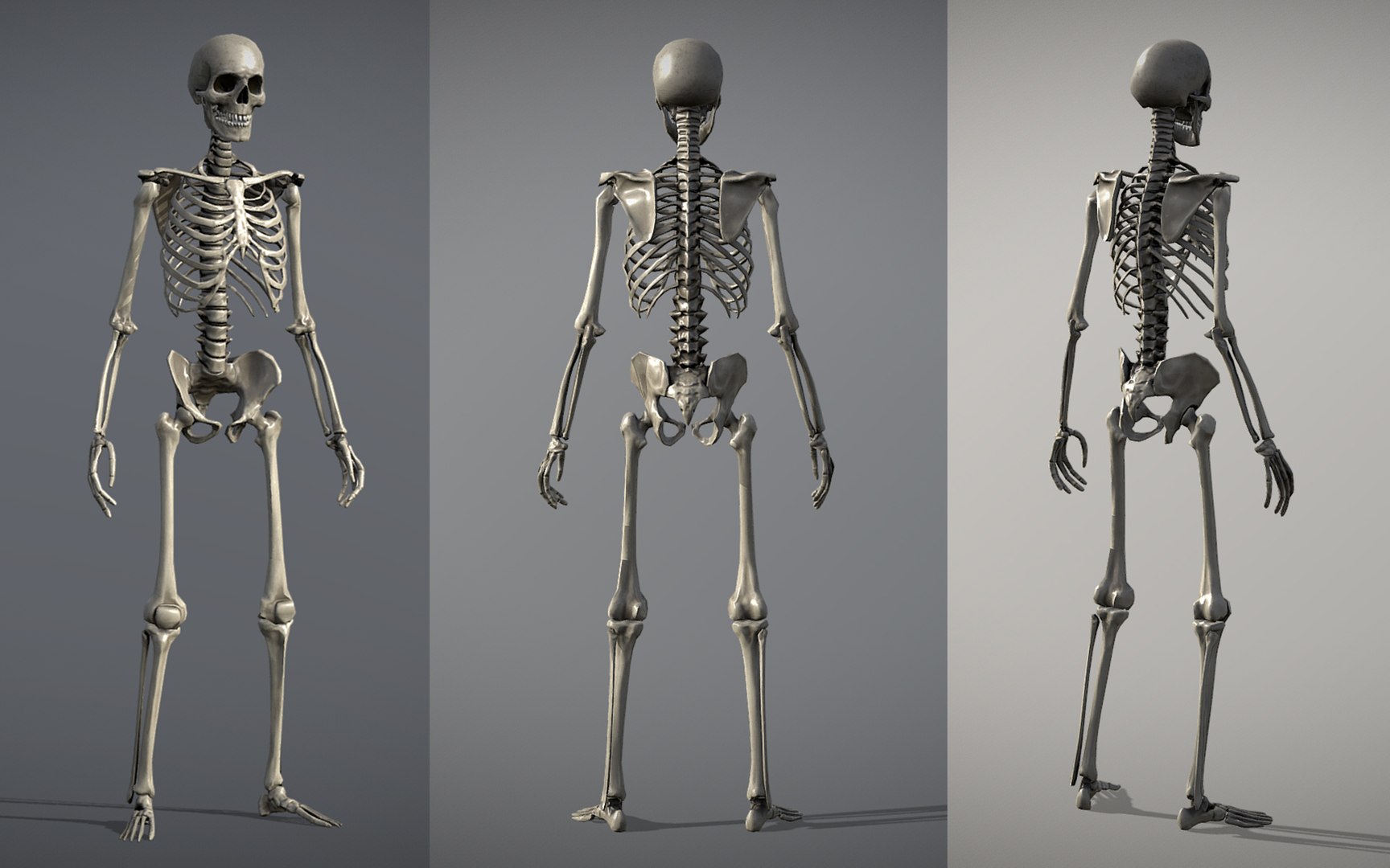 3D Lowpoly Human Skeleton Rigged model https://p.turbosquid.com/ts-thumb/pv/HtObTJ/hX/pw1.5/jpg/1654430440/1920x1080/fit_q87/5815c3449939b166aec63c475b501697cc48e261/pw1.5.jpg