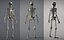Lowpoly Human Skeleton Rigged