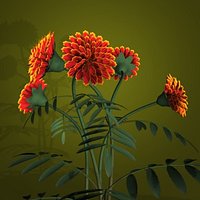PL Marigolds