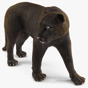 Black Panther Walking Pose Fur 3D