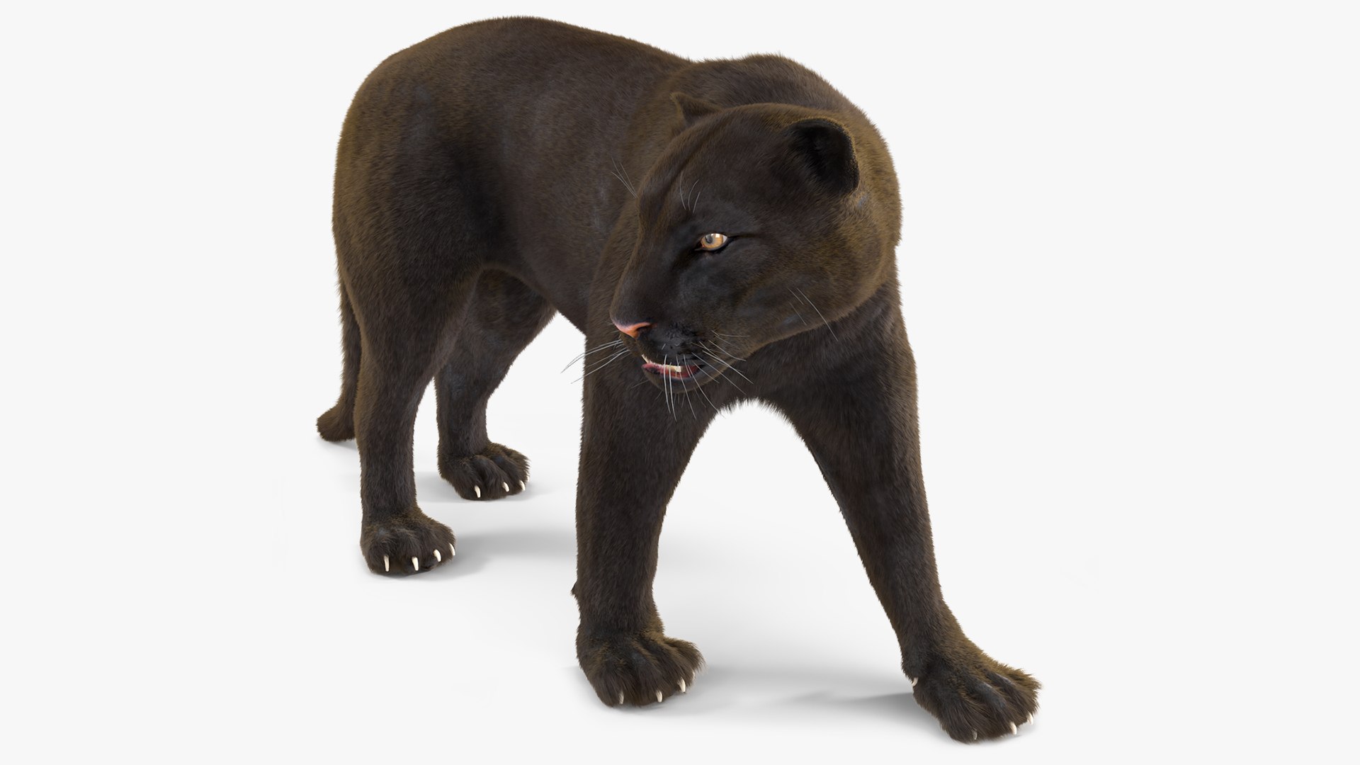 Black Panther Walking Pose Fur 3D model preview