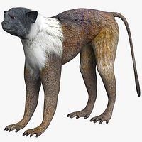 Tamarin