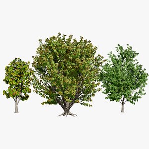 Realistic Rubber Tree